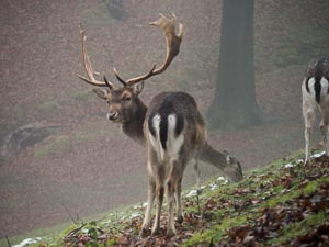 Hirsch