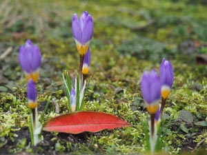 Krokusse