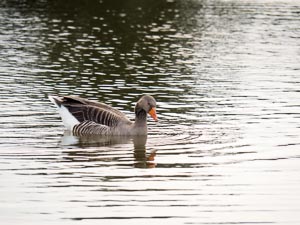 Gans auf See