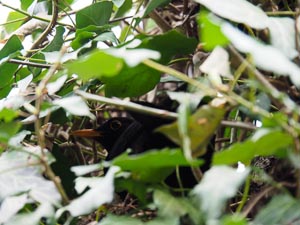 versteckte Amsel