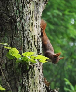 Eichhörnchen kopfüber