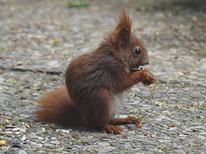Jungeichhörnchen beim fressen