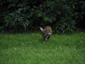 fliehender Hase