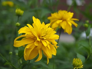 Blume