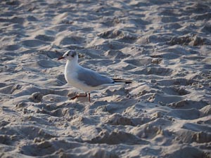 Möwe im Sand