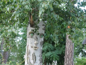 sprechende Birke