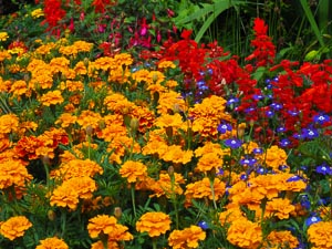 Blumenmeer