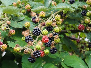 Brombeeren