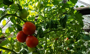 Tomatenzucht