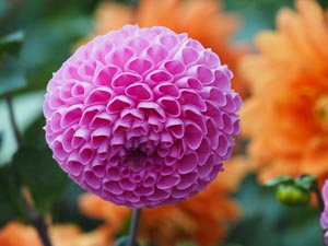Blüte