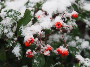 Beeren im Schnee