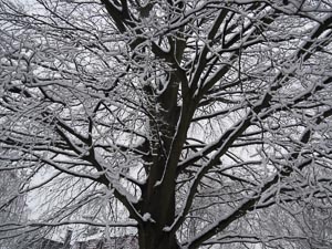 Schneebedeckt