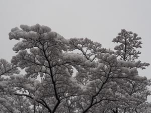 Blattschnee