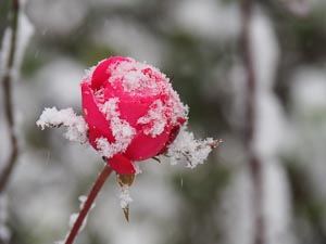 kalte Rose