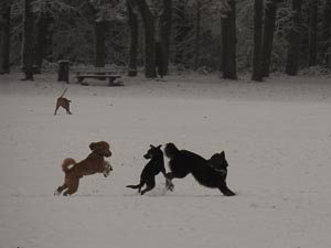 tollende Hunde
