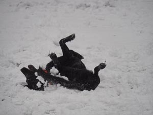 wälzender Hund