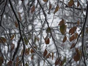 Blätter im Schnee