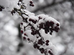 kalte Beeren