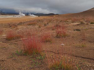 rotes Gras