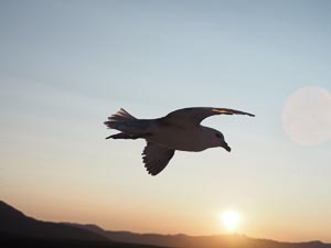 Schwebende Möwe