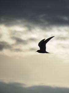 Frei wie ein Vogel