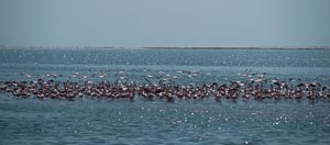 startende Flamingos