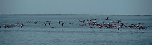 fliegende Flamingos
