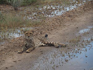 liegender Gepard