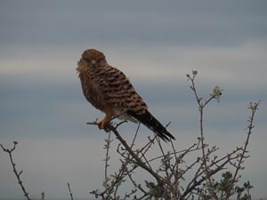 Greifvogel