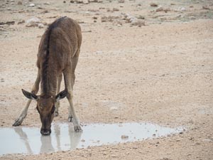 an der Wasserstelle