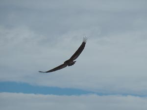 Segelflug