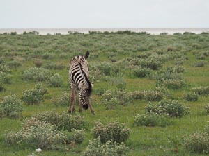Jungzebra