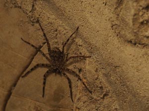 Eusparassus walckenaeri