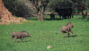 Pumba und Pumba