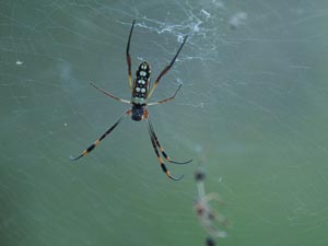 Golden Orb