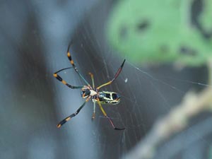 Golden Orb