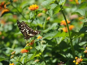 Schmetterling