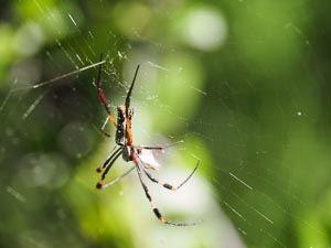 Golden Orb