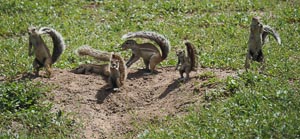 Erdhörnchen