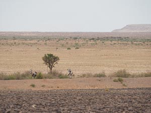 Oryx-Antilopen