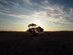 einzelner Baum
