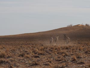 galloppierende Zebras