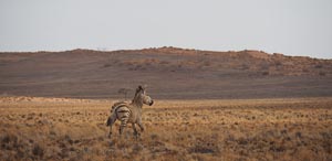 rennendes Zebra