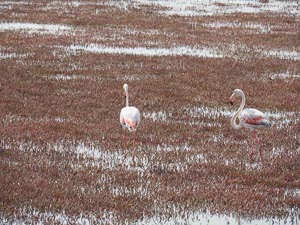 Flamingos