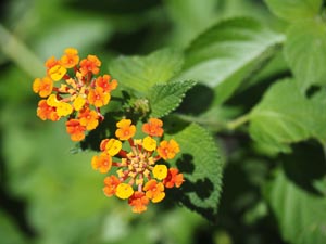 Blüten