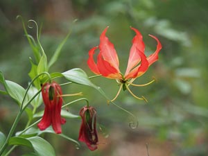Blüte 