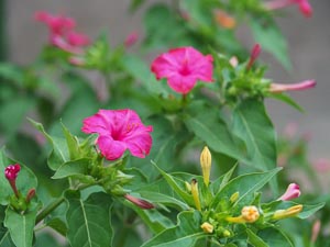 Blüten 