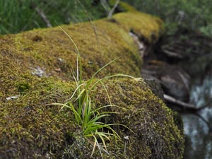 Gras auf Moos auf Baum auf Wasser