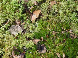 Herbstboden