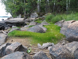 Spuren im Gras